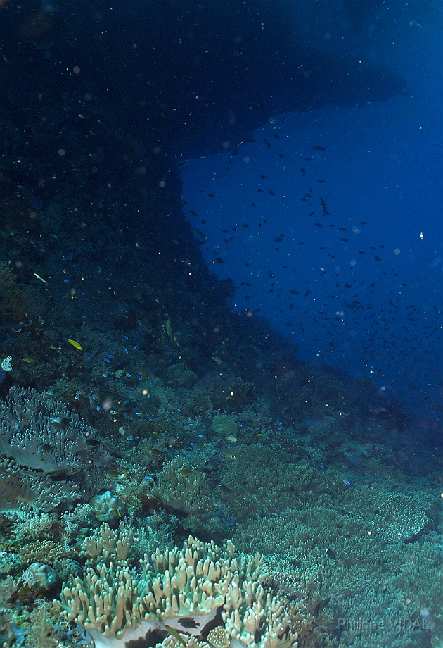 Raja Ampat 2016 - Corail - Ambiance - IMG_4406_rc.jpg